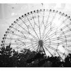 森は生きている / 森は生きている